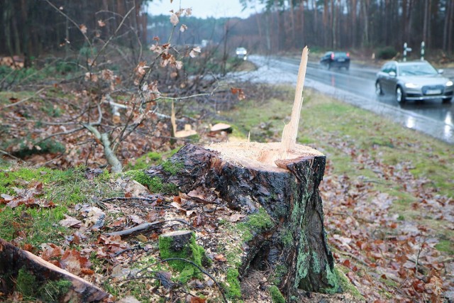 W rejonie przyszłego ronda na drodze krajowej nr 62 trwa wycinka drzew, 2 lutego 2023 roku.