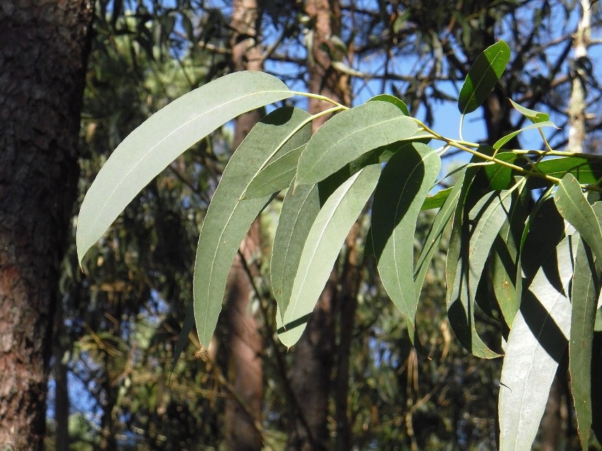 Olejek eukaliptusowy ma właściwości przeciwbólowe, obniża...