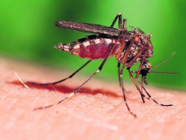 Plaga komarów w powiecie chodzieskim. Na szczęście te owady nie przenoszą chorób