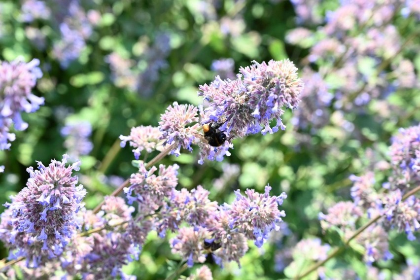 Róże, byliny i lilie - to one teraz najpiękniej kwitną w Ogrodzie Botanicznym w Kielcach. Zobacz piękne zdjęcia (ZDJĘCIA)