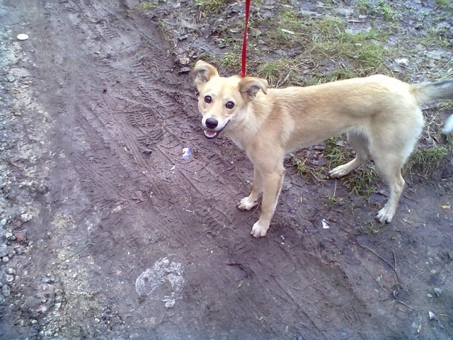 Pies uratowany w Odrze.