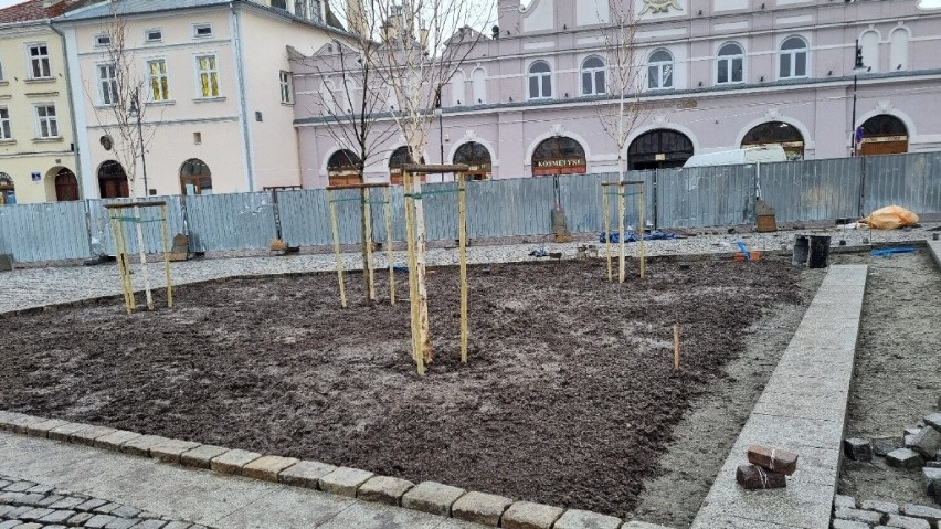 Z jarosławskiego Rynku wycięto ostatnie drzewa. Będą nowe zieleńce i ławki [ZDJĘCIA]