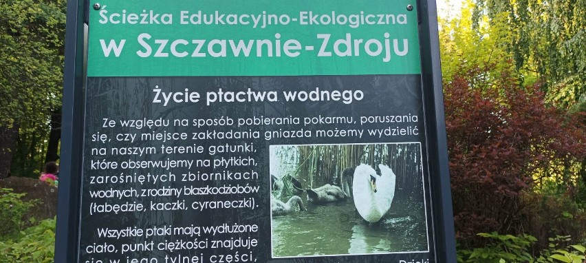 Kaczki w Parku Szwedzkim w Szczawnie - Zdroju przyciągają...