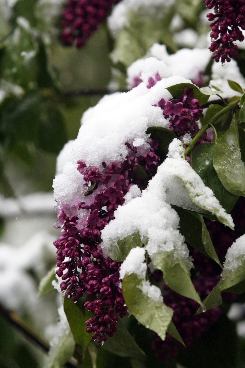 Pamiętacie majowy śnieg w Legnicy? to już dwanaście lat minęło, zobaczcie zdjęcia
