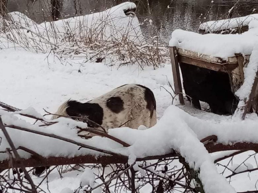 Psy stały na śniegu i nie miały bud. Interweniowali inspektorzy TOZ Starogard Gdański ZDJĘCIA