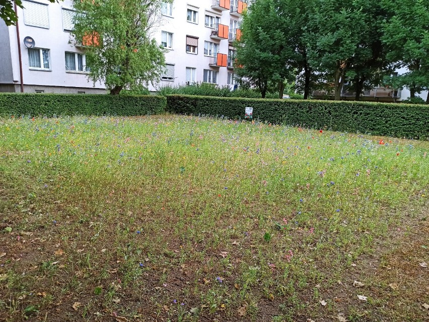 Kwietne łąki w Rawiczu. Zobacz, jak pięknie zakwitły! Kolorowa i ekologiczna alternatywa dla trawników [ZDJĘCIA]