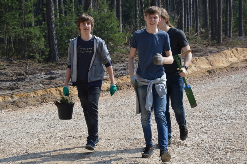 Uczniowie "Herberta" sadzili las pod Bełchatowem
