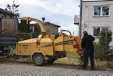 W Czarlinie, niedaleko Tczewa przeznaczone od 2 lat do wycinki drzewo runęło zrywając linię energetyczną ZDJĘCIA
