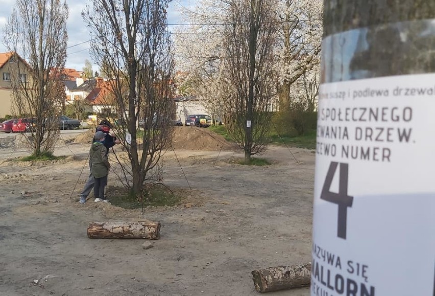 Mieszkańcy i społecznicy wspólnie z Wydziałem Ogrodnika Miasta Gdyni podlewają drzewa w Wielkim Kacku