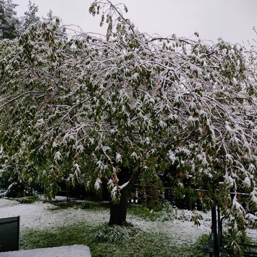Drzewka owocowe w śniegu, kiepsko to wróży plonom
