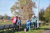 We Wrześni jest zielono! Trwają jesienne nasadzenia drzew [FOTO]