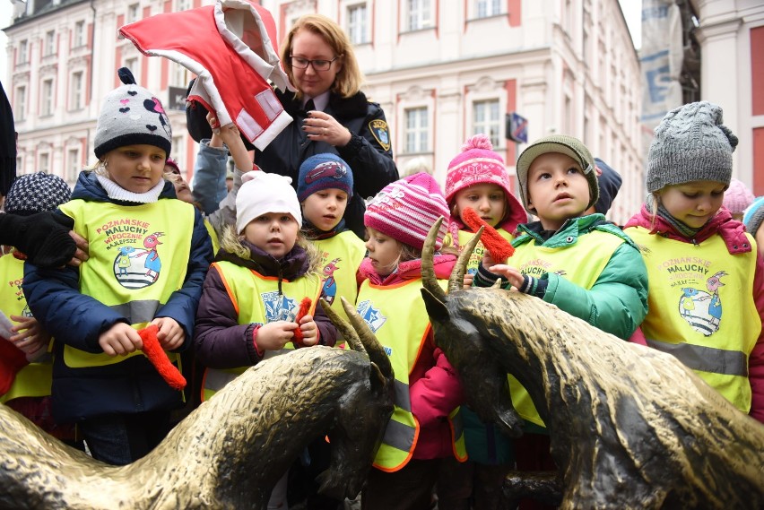 Poznańskie koziołki w świątecznych ubrankach