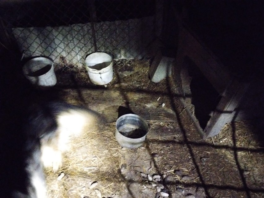 Zagłodzony pies w jednej z miejscowości w gminie Nowy Tomyśl? To kolejna, dramatyczna interwencja "ŁAPY"