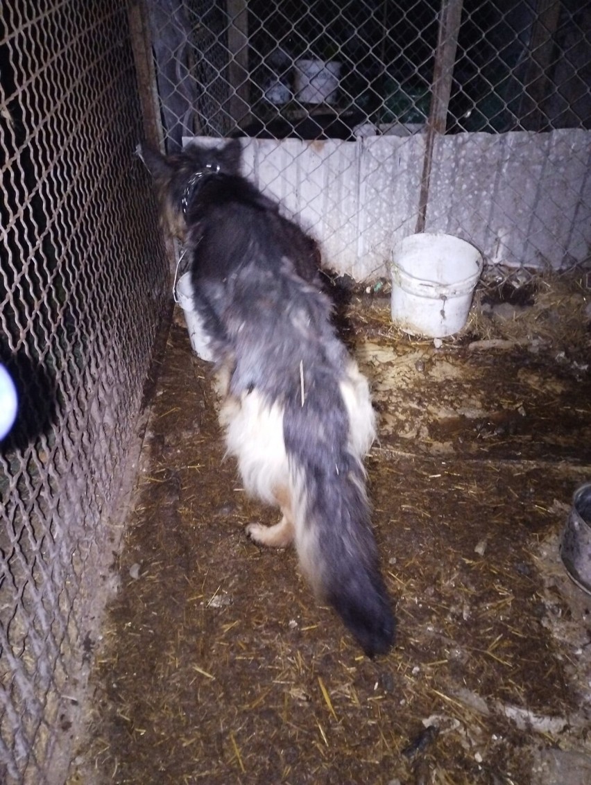 Zagłodzony pies w jednej z miejscowości w gminie Nowy Tomyśl? To kolejna, dramatyczna interwencja "ŁAPY"