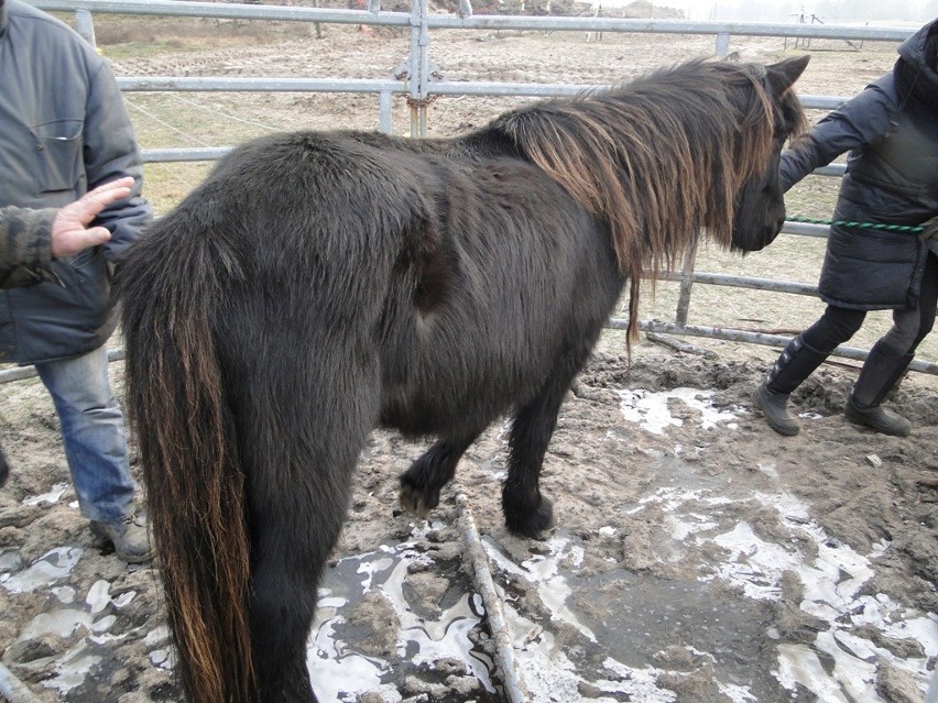 Krzyż Wielkopolski: obrońcy zwierząt odebrali 80 koni właścicielowi [FOTO]