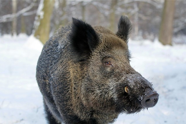 Dokarmianie i  pozostawianie resztek jedzenia przyciąga dziką zwierzynę