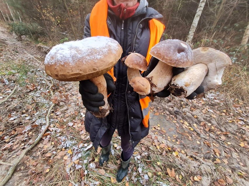 Nie do wiary. Te prawdziwki są ogromne!