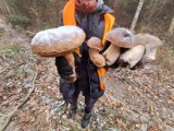 Takie ogromne prawdziwki jeszcze w ten weekend rosły koło Broniszowa. Mróz i śnieg im niestraszne 