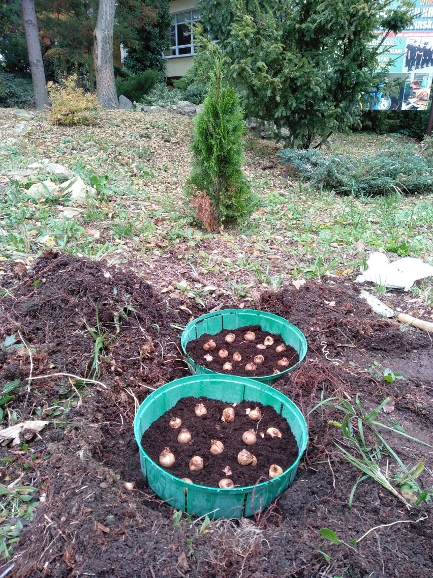 Posadzili krokusy przed budynkiem ZSP 1 w Radomsku 