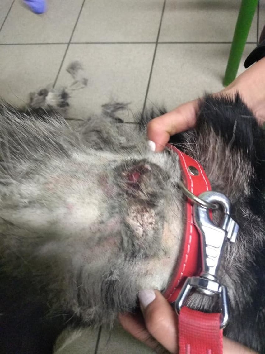Oleśnickie Bidy interweniowały w sprawie zaniedbanych psów
