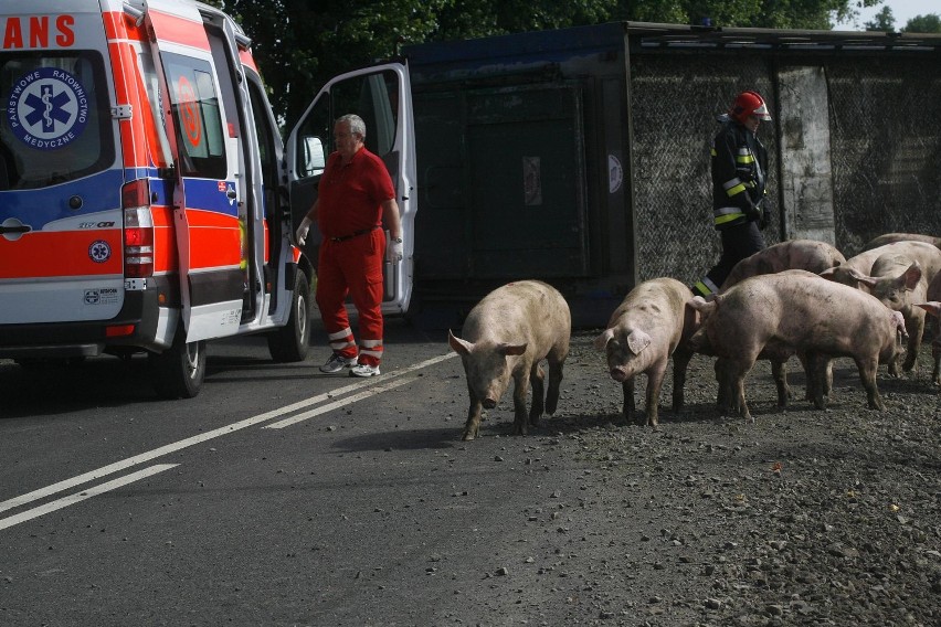 Wypadek ciężarówki ze świniami na trasie Legnica - Złotoryja (ZDJĘCIA)