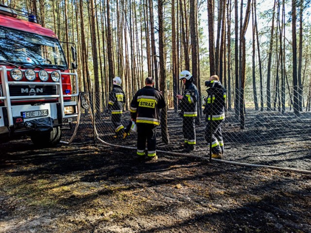 Pożar w lesie w Zwierzyńcu (powiat belchatowski)