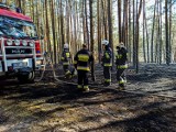 Pożar lasu na terenie działek letniskowych w Zwierzyńcu. Sprawca wykryty [AKTUALIZACJA]