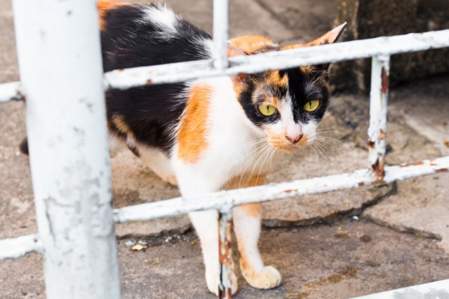 W związku z szerzeniem się wścieklizny obowiązek szczepienia ochronnego domowych czworonogów obowiązuje na wyznaczonych terenach również właścicieli kotów.