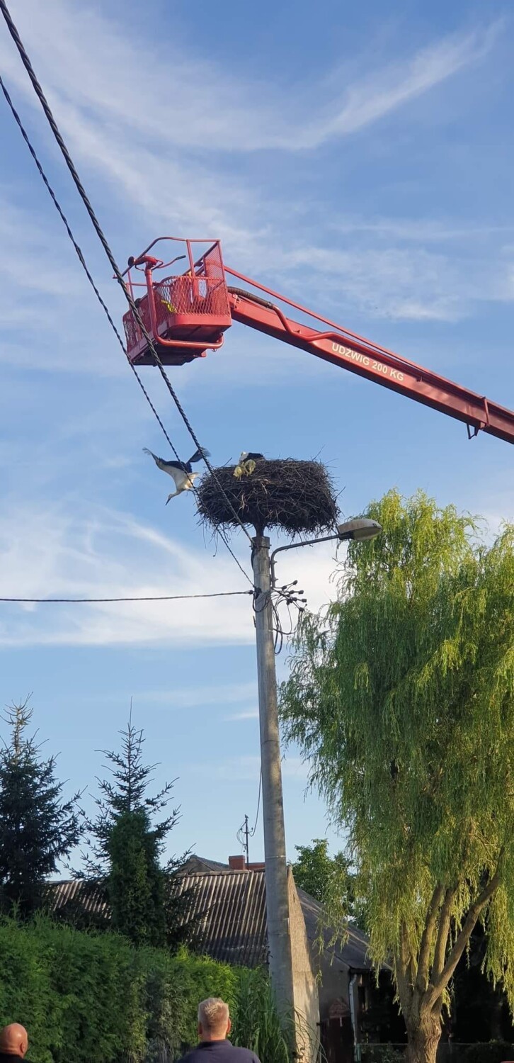 Zaplątany w siatkę bocian uratowany przez druhów z OSP 