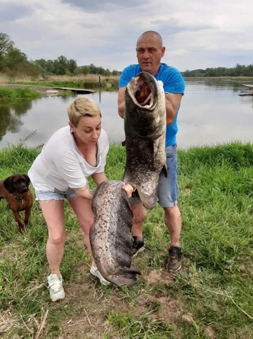 Gigantycznych rozmiarów sum wrócił do rzeki