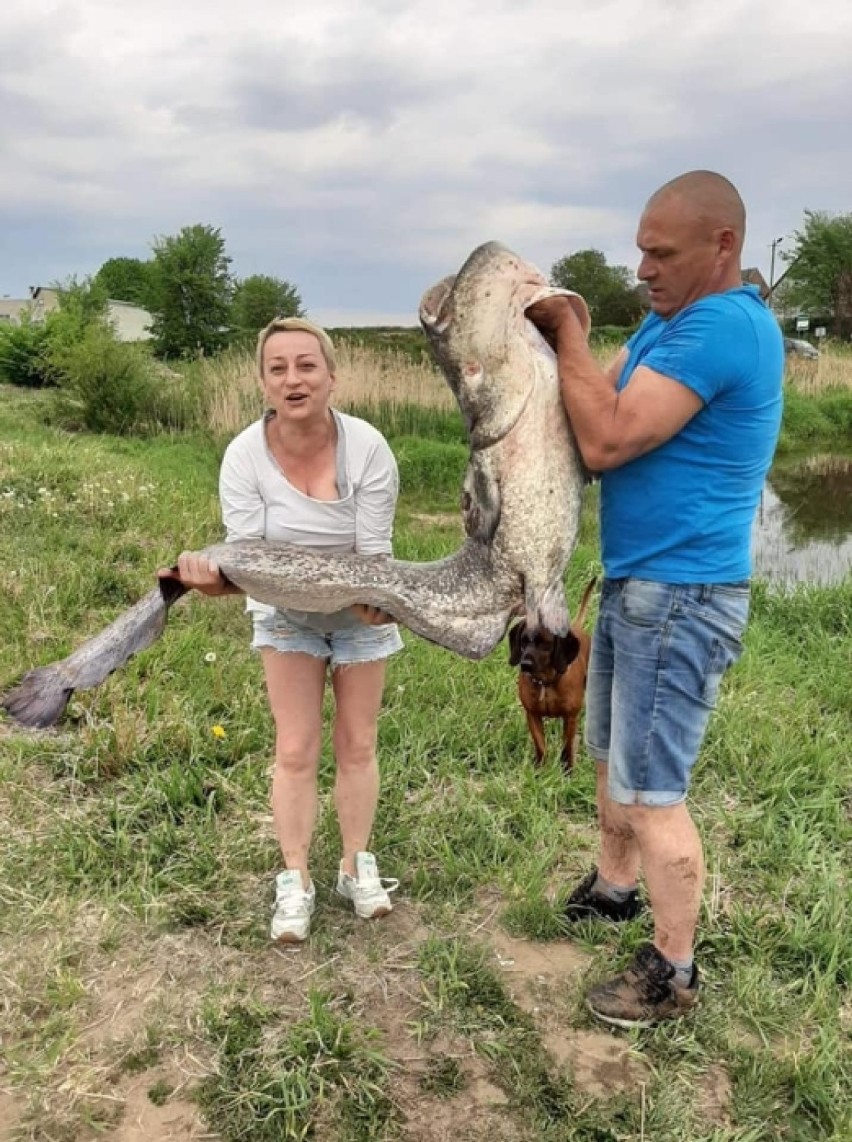 Gigantycznych rozmiarów sum wrócił do rzeki