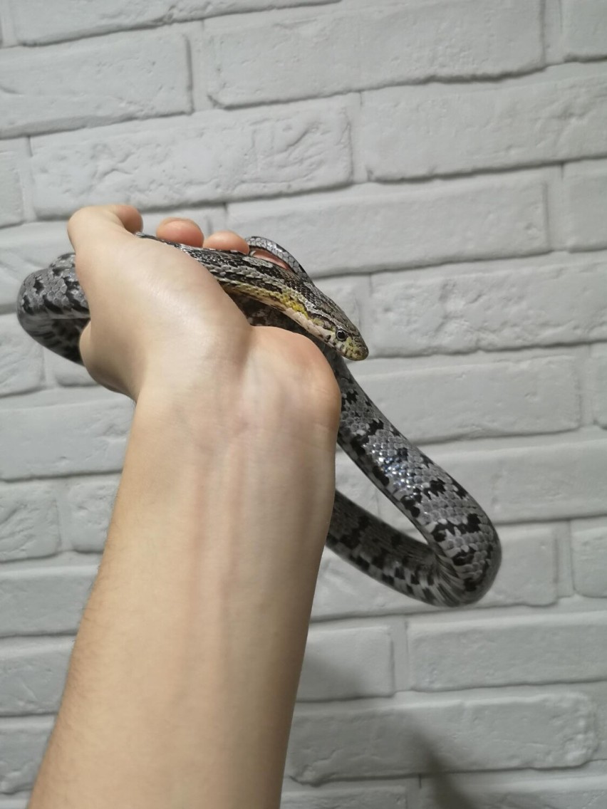 Niezwykła pasja gnieźnianina! Hoduje w mieszkaniu ponad 20 węży! Wśród nich… wąż boa i pyton! [FOTO]