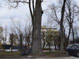 Wycinka drzew przy ul. Wojska Polskiego w Sosnowcu zatrzymana. Ocalał wiekowy wiąz 