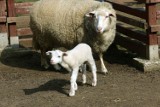 Wiosna w Parku Wrocławskim, pojawiły się śliczne małe owieczki 