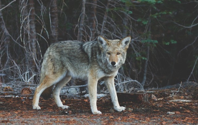 W ubiegłym roku w powiecie sanockim zgłoszono 36 szkód wyrządzonych przez wilki. Najwięcej zdarzeń było w gminie Komańcza.