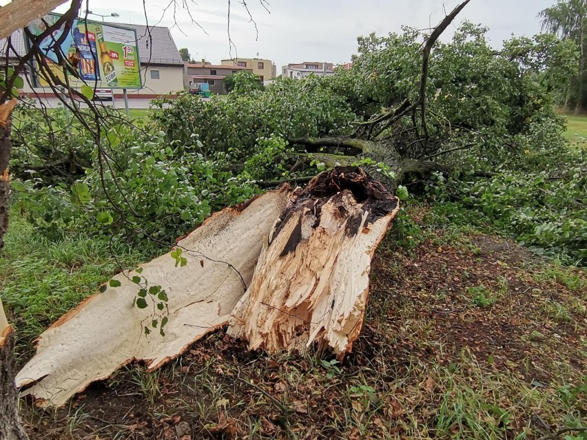 Złamane drzewo w Mikołajkach Pomorskich