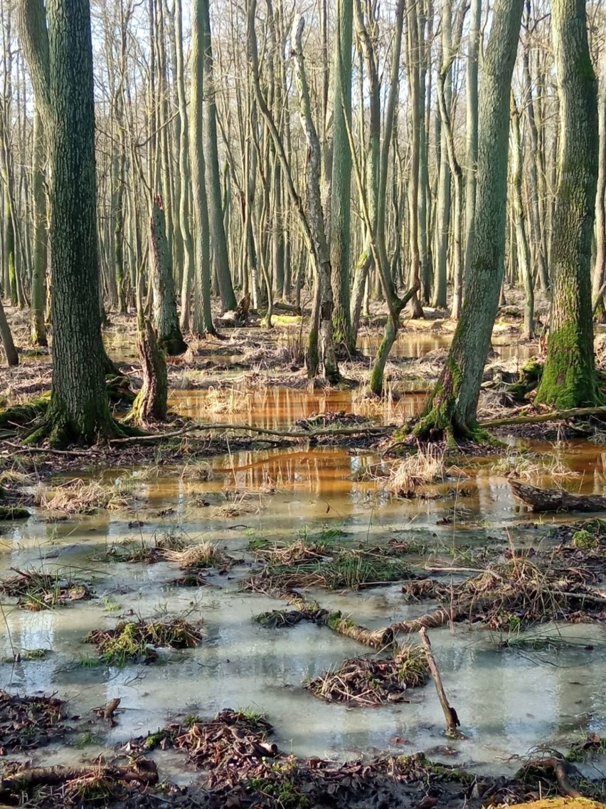Stepnickie lasy i pola w obiektywie Karoliny Szulc