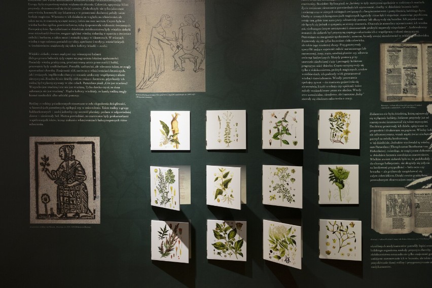 „Odczarować czarownice. Wiedźmy, wieszczki, zielarki” to nowa wystawa w Muzeum Historii Katowic