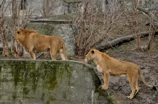 Lew i jego partnerka przechadzają się leniwie po wybiegu, patrząc z góry na zwiedzających.