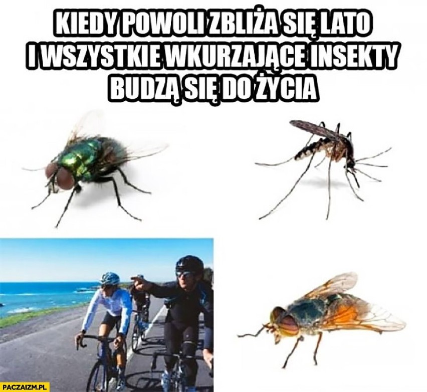 Rowerzyści, piesi, rolkarze i kierowcy w stanie wojny....