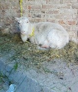 Policja szuka właściciela... kozy. Zwierzę znaleziono pod Końskowolą