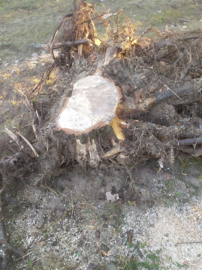 Grodzisk: Wycinka drzew przy ul. Środkowej wzbudziła kontrowersje 