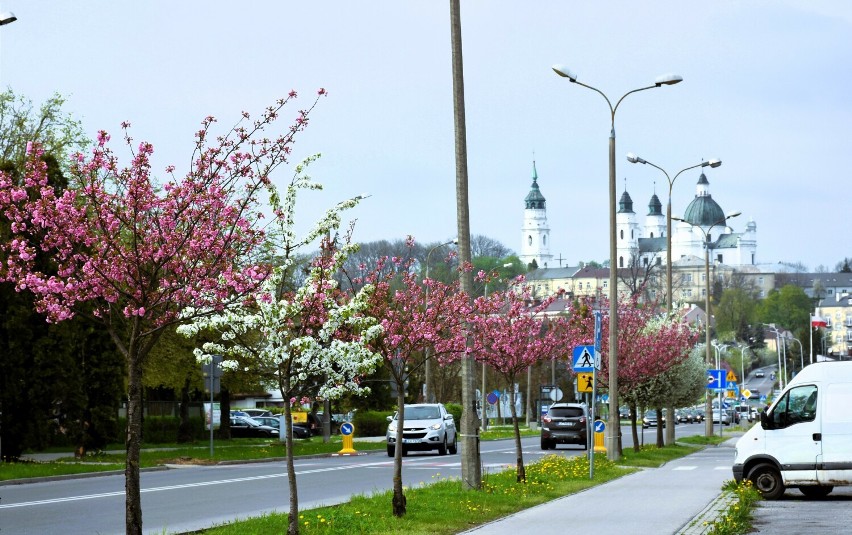 Wiśnie japońskie kwitną też  wzdłuż ulicy Wojsławickiej,