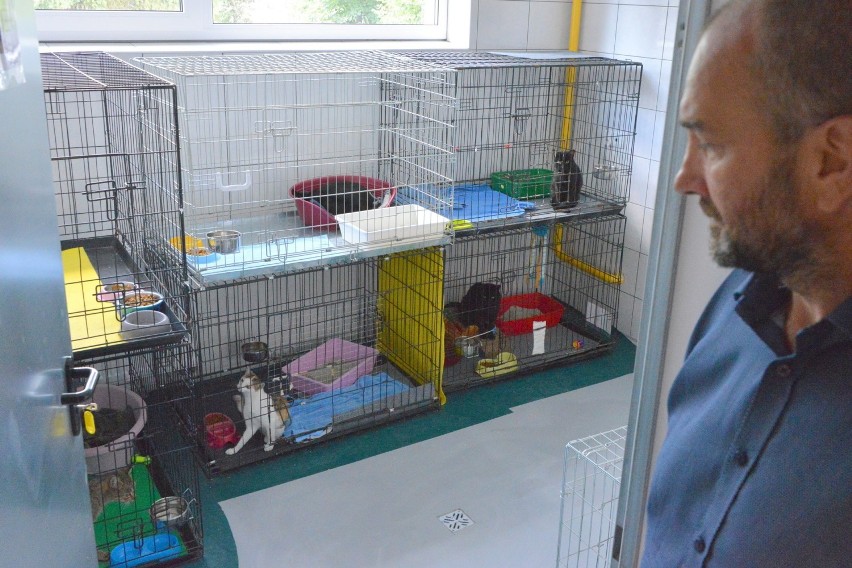 Psy i koty porzucone przez właścicieli zamieszkają w zmodernizowanym schronisku w Kielcach (WIDEO, zdjęcia)