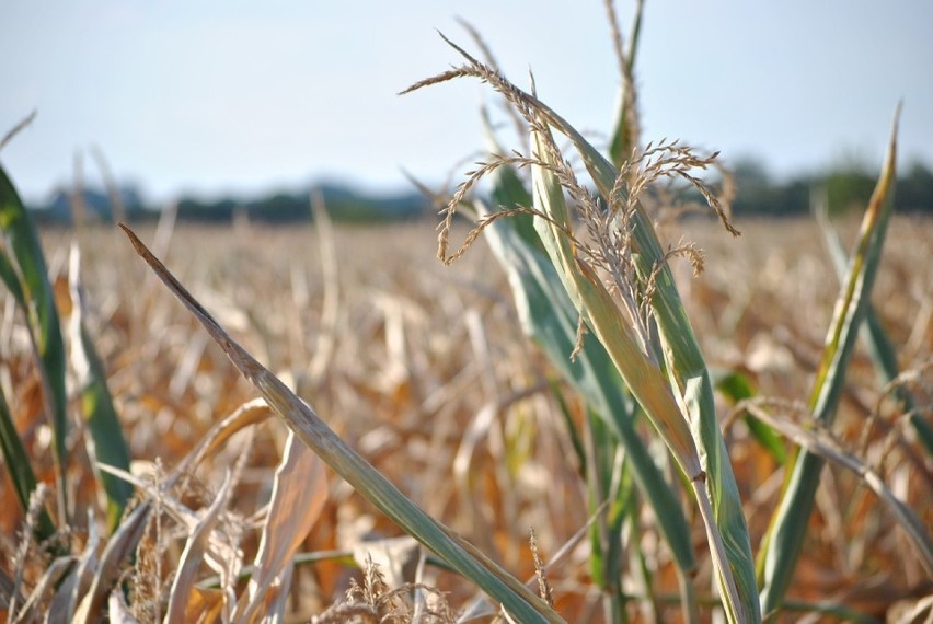 Ponad 3 mln zł trafiły na konta rolników w ramach wypłaty rekompensat za straty spowodowane suszą