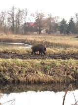 Dzik w Pruszczu jest już stałym gościem. Pojawiał się w mieście trzykrotnie [ZDJĘCIA]