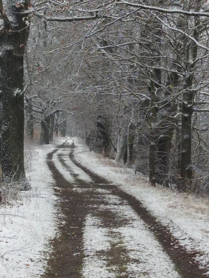 Śnieg przyprószył Kokotek. Zobaczcie, jak teraz tam jest!