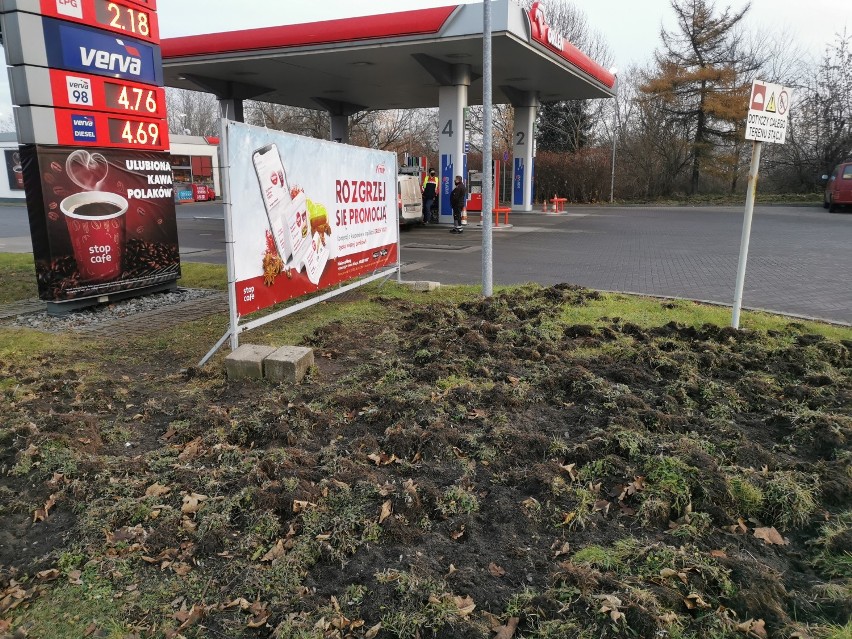 Dziki regularnie buchtują w centrum Chrzanowa m.in. przy ul....