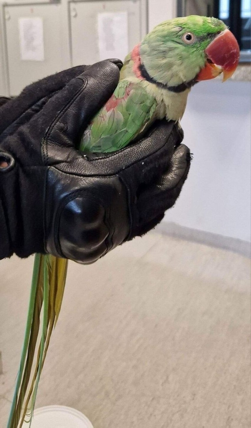 Papugę uratowali policjanci