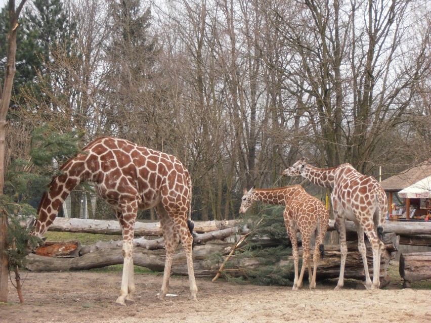 Żyrafy, zebry i kangury z wrocławskiego zoo [ZDJĘCIA]